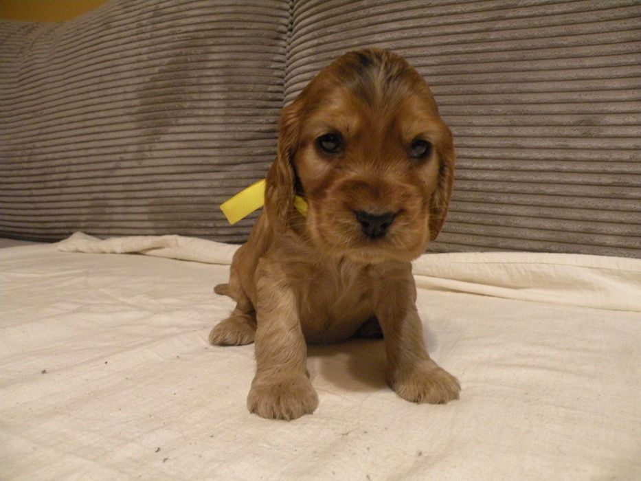 Cocker spaniel angielski suczka