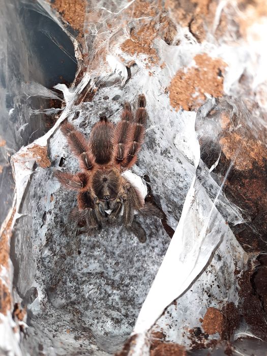 Psalmopoeus victori L3 - ptasznik