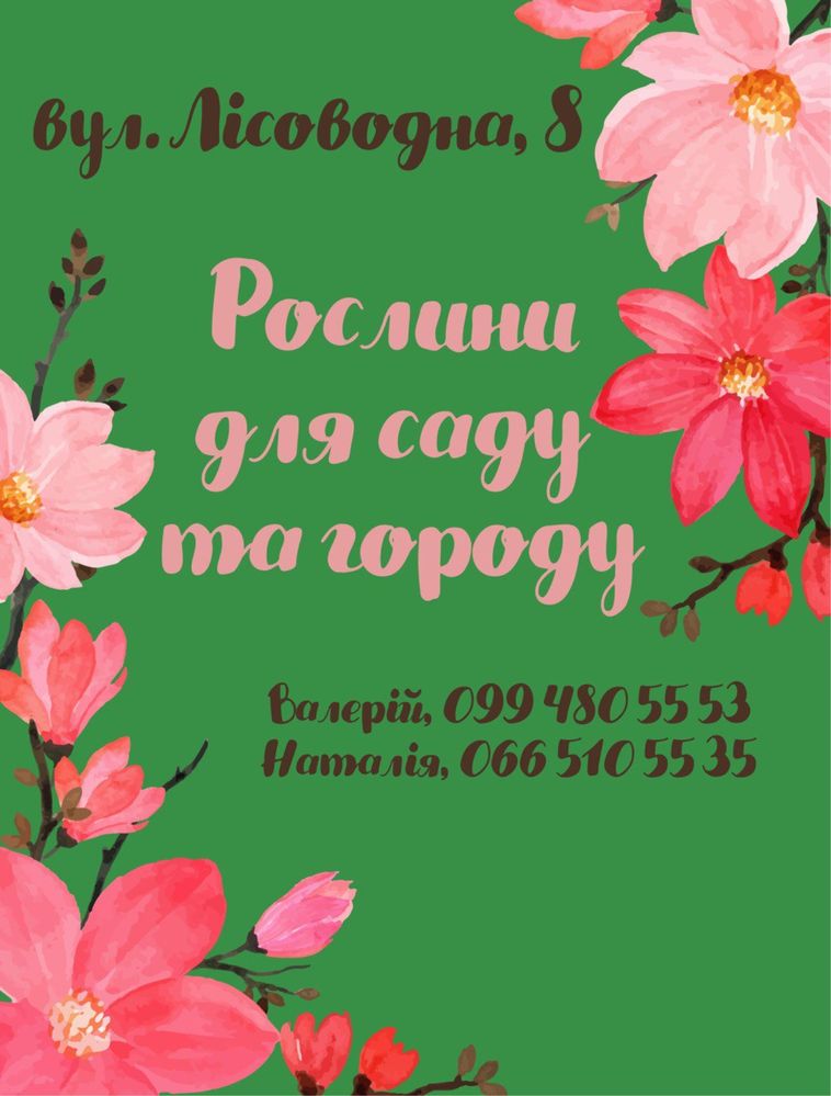Петунія та інші квіти (сульфінія, бакопа, алісум, бегонія, пеларгонія)