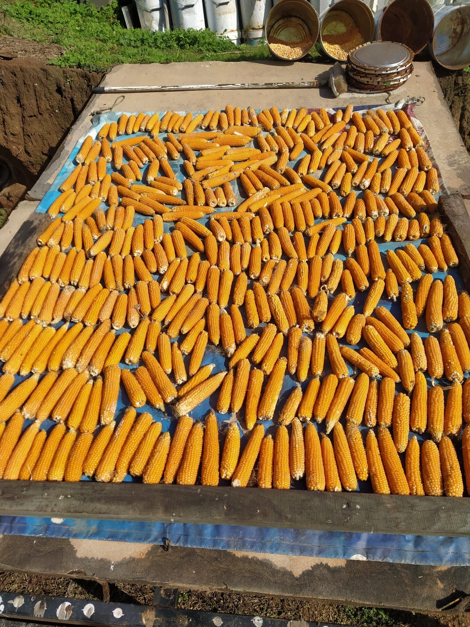Ovos Caseiros, Galinhas Ar Livre Alimentação Saudável