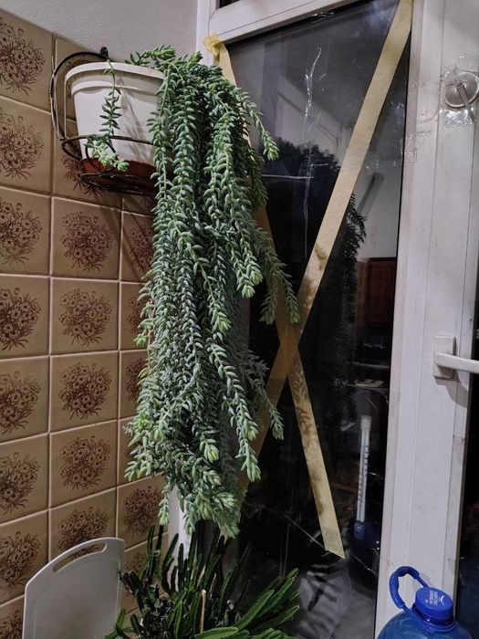 Продам цветок Седум Моргана