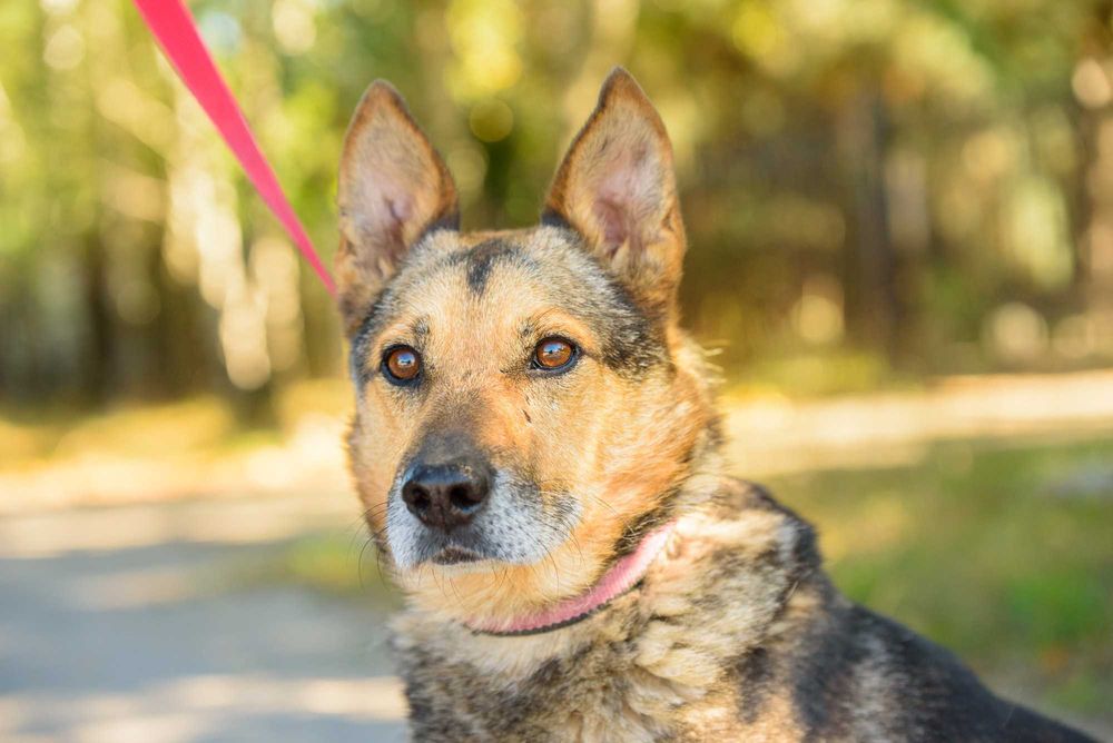 ZORIN - ułożony towarzysz  na długie zimowe wieczory przy kominku