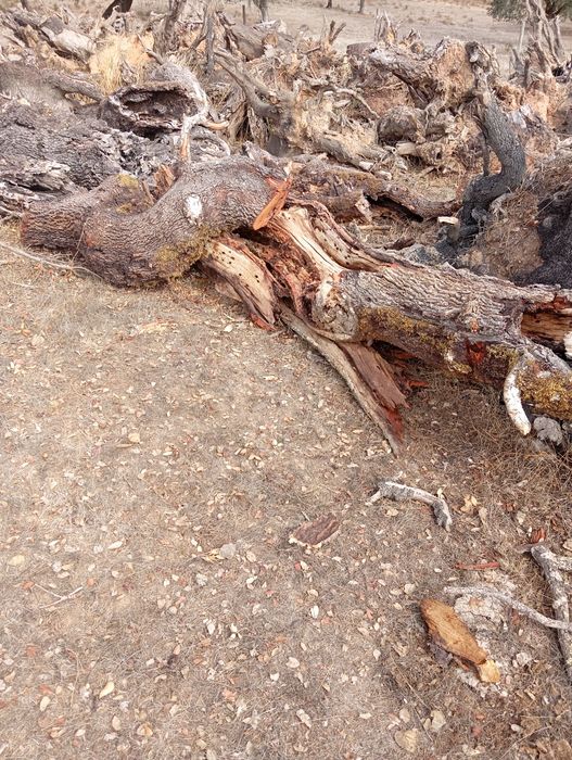 Lenha de sapatas para venda