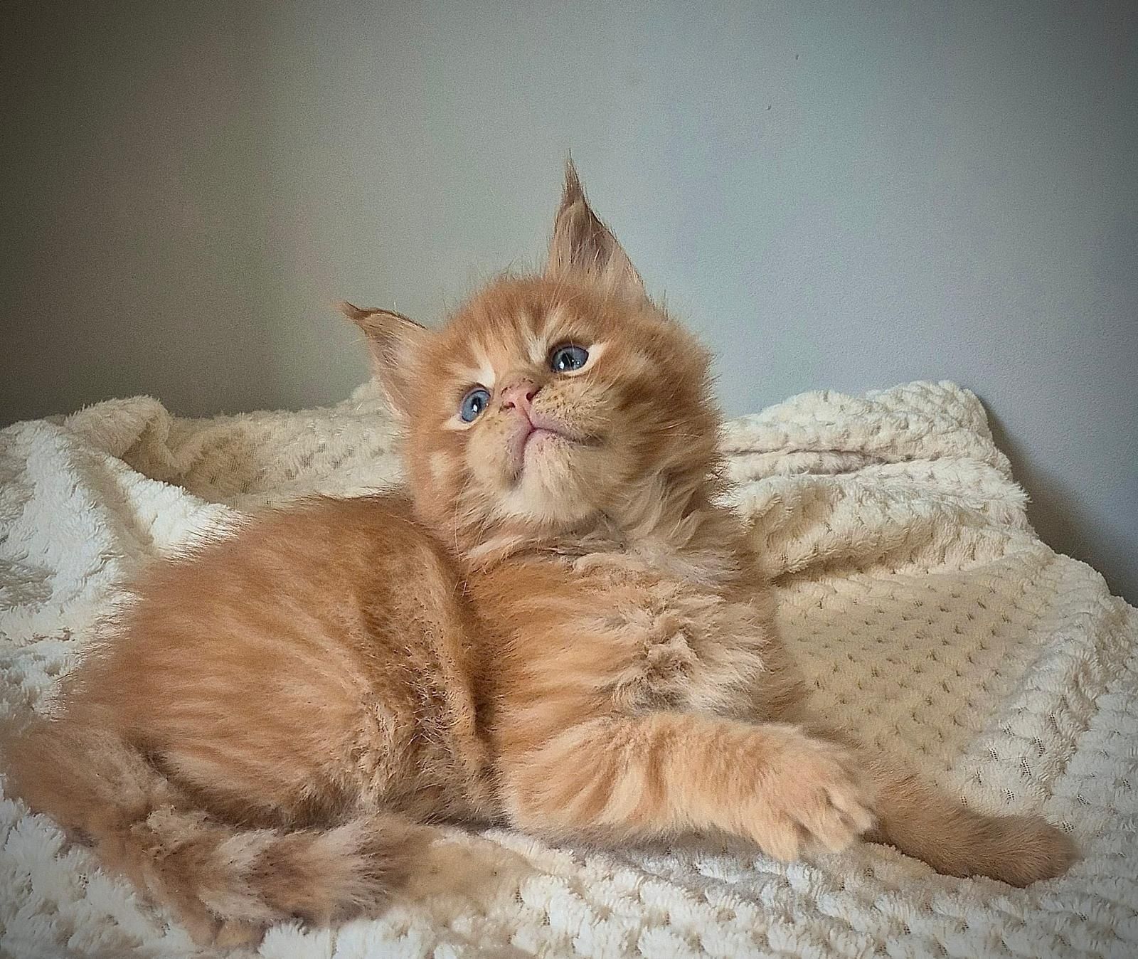Kocurek rudy Maine coon!!!