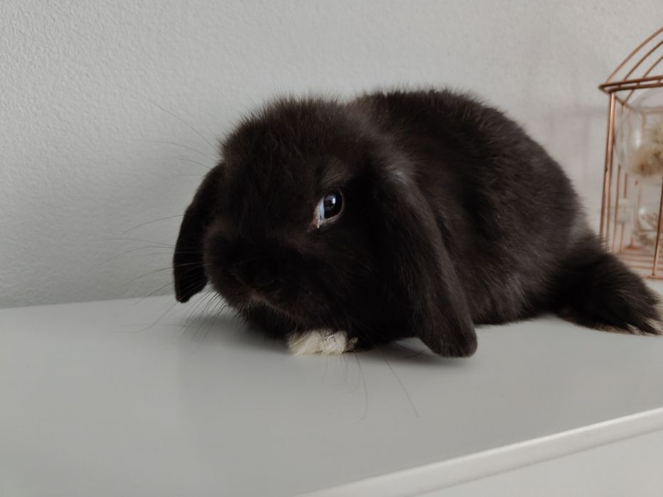 Mini Lop królik gotowe do odbioru