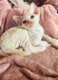 Kocurek Devon Rex