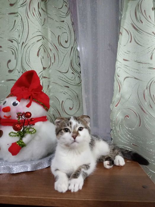 Кошеня вислоухе. Хлопчик.