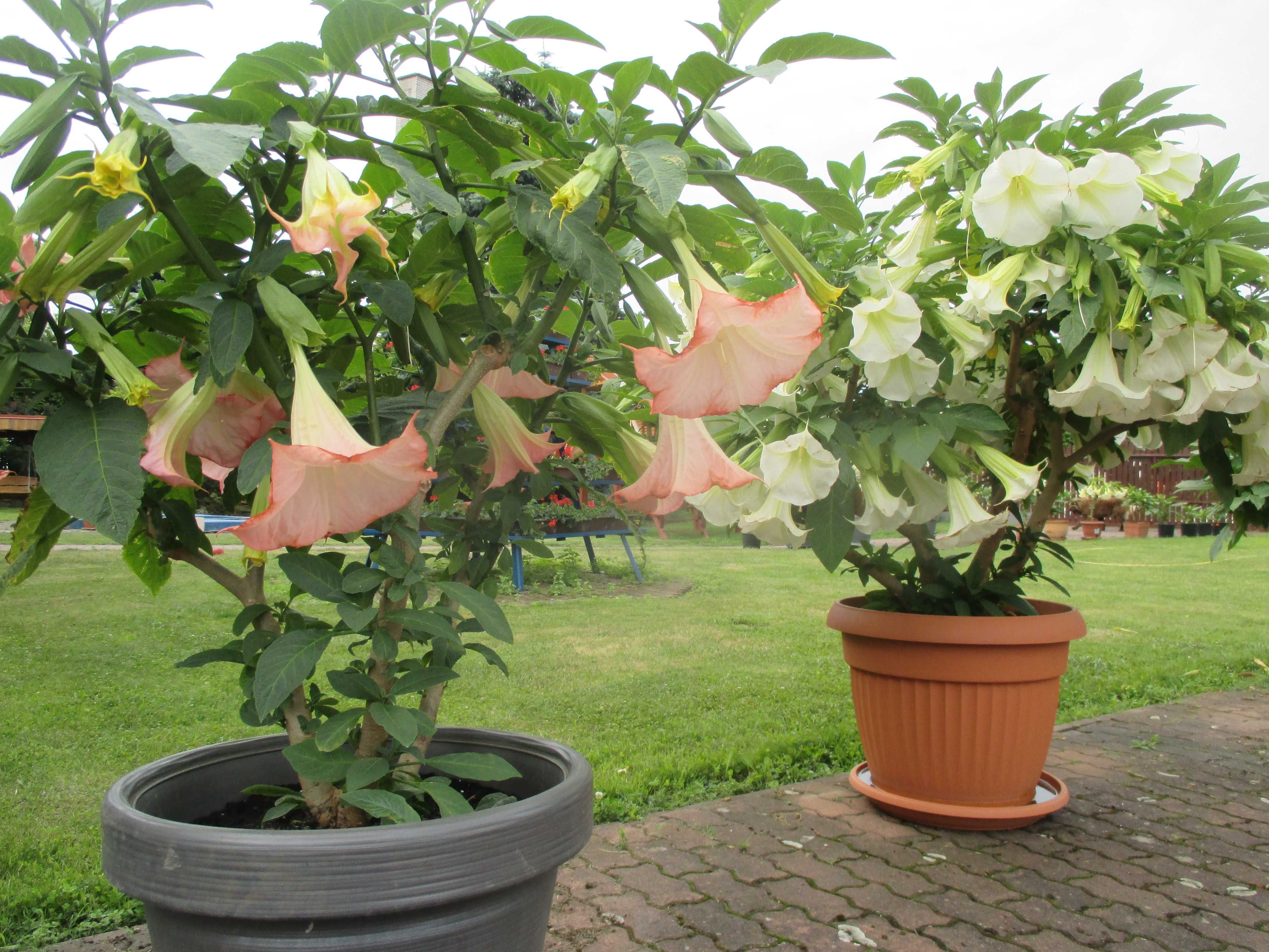 Datura  biała, różowa ,łososiowa, żółta ,pomaranczowa