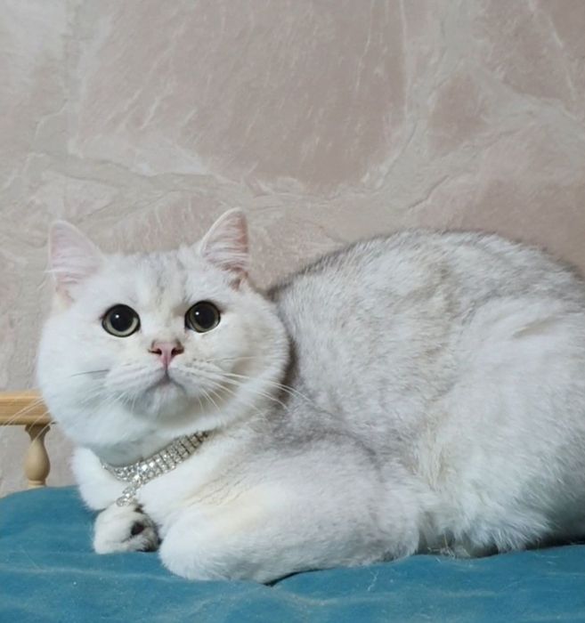 Британець серебристая шиншилла