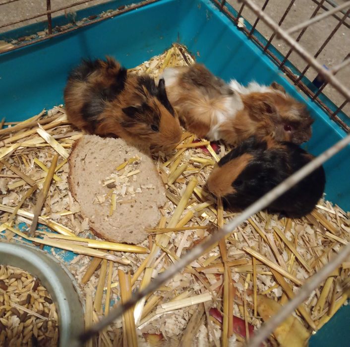 Świnki morskie kawie domowe samce