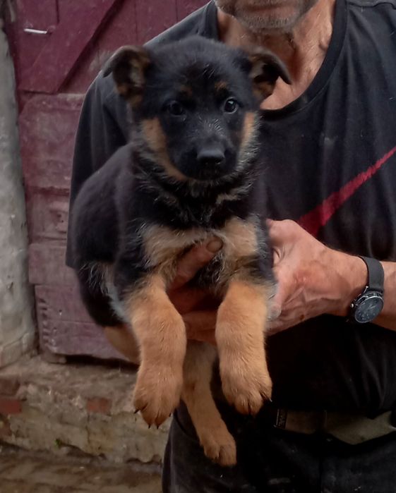 Роскошные девочки  и мальчики длинники и стандарт