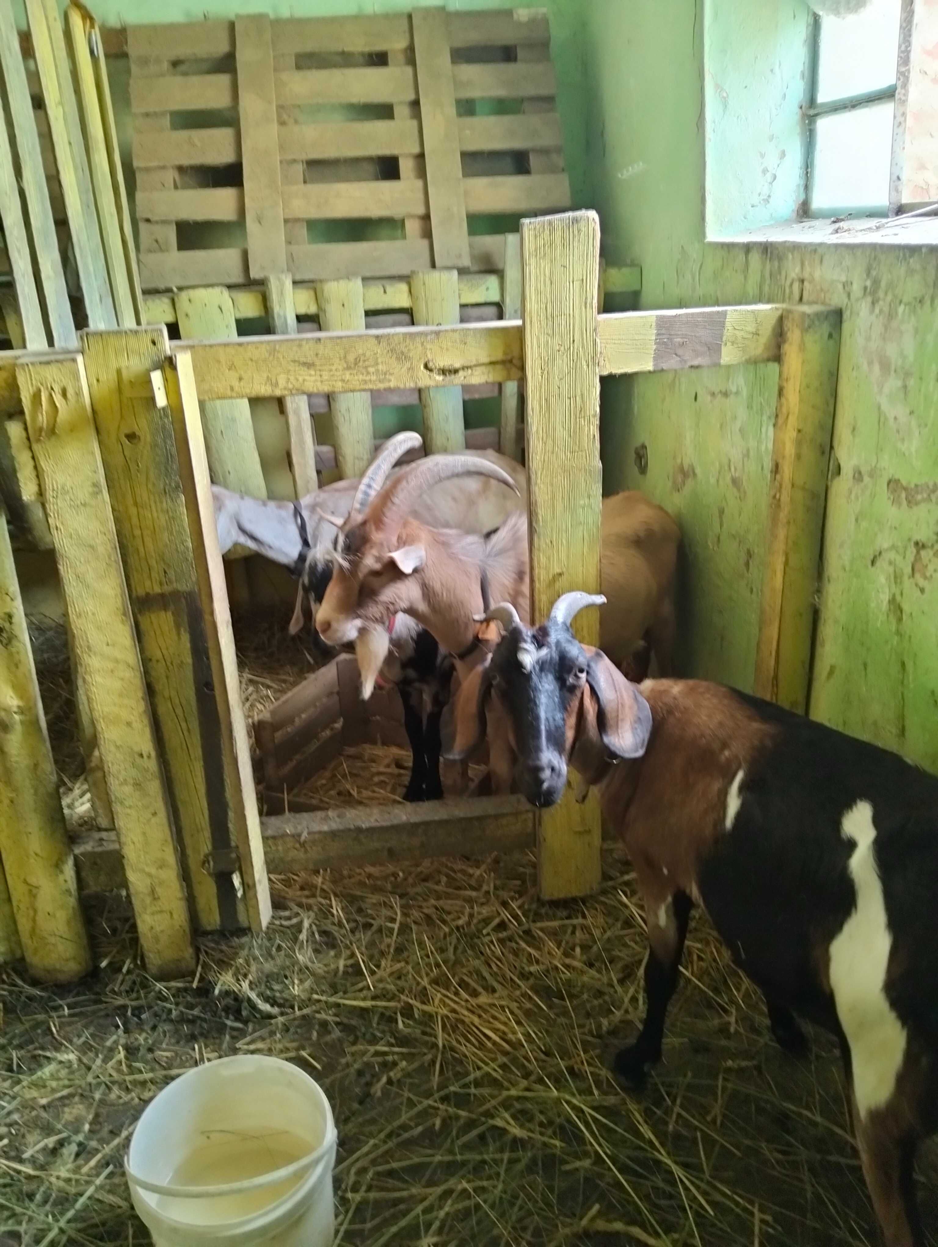 Kozy mix anglonubijska80% , saanenska 20 %.Capalpejski600pln wszystkie