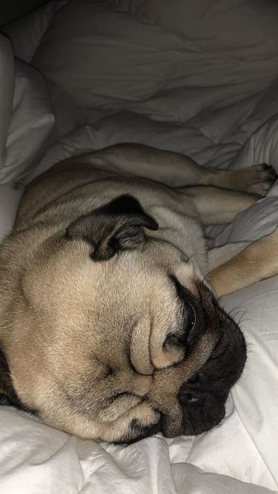 Перетримка маленьких собак