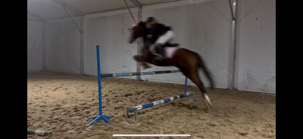 PILNA SPRZEDAŻ!! WĘBITA – Marzenie młodej amazonki