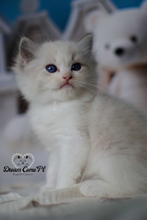 Kocurek kocur seal bicolor lynx FPL