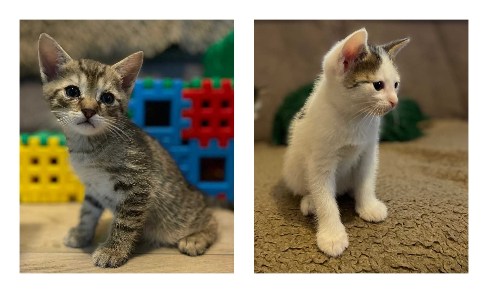 Oddam śliczne kotki do adopcji!