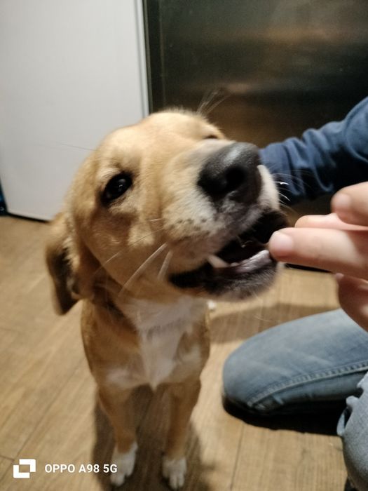 Dou para adoção responsável um menino com  1 ano, tem vacinas em dia