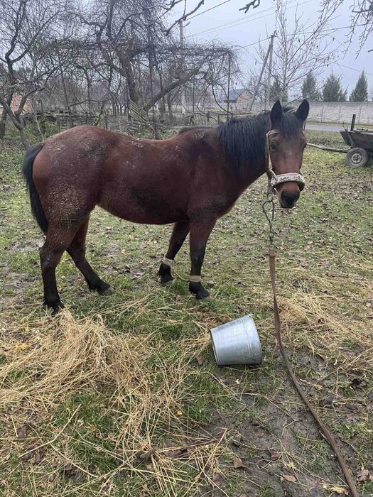Продам кобилу  робочу вік 11 років