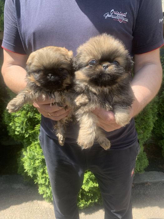 Продам цуценят Пекінесиків