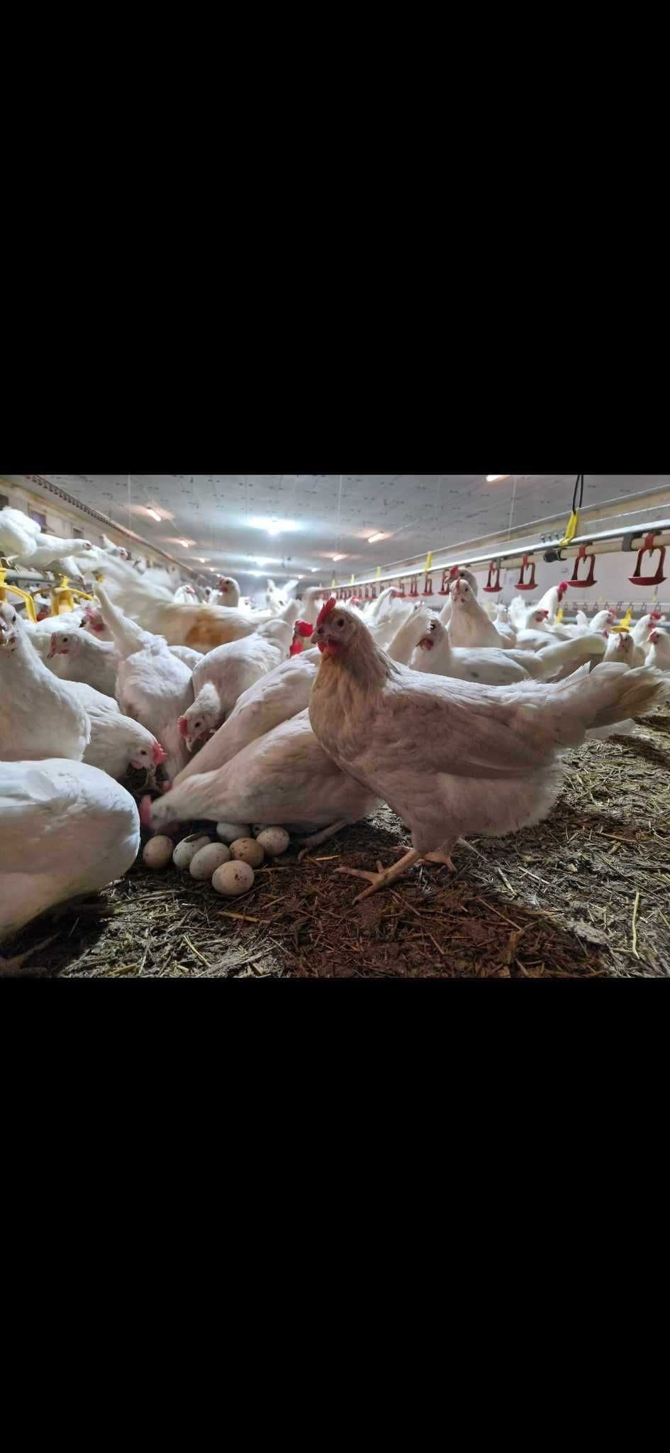 Kury kokoszki nioski rasy Tetra biała jak leghorn odchowana