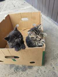 Котики котинята пухнасті гарні кошенята кіт кицька кот кошка кошеня