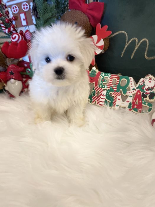 Maltańczyk mini XS piesek odbiór od 05.I.2026