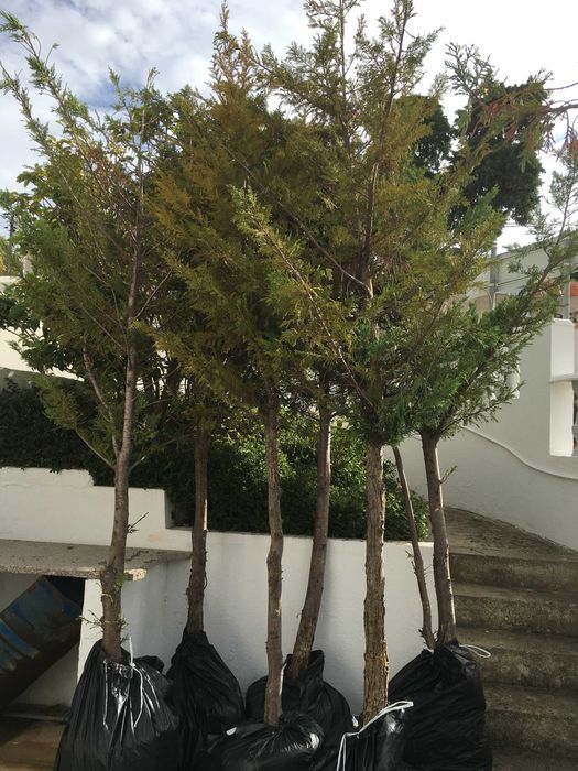 Cipreste da Califórnia (Cedro)