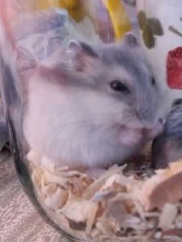Джунгарські хом'ячки,маленькі, грайливі та ручні