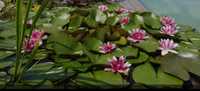 Lilie wodne różne kolory