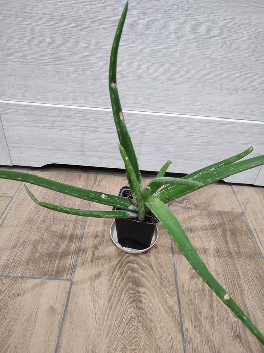 Kwiatek doniczkowy aloes sadzonka