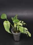 Monstera Minima 'White Monster'