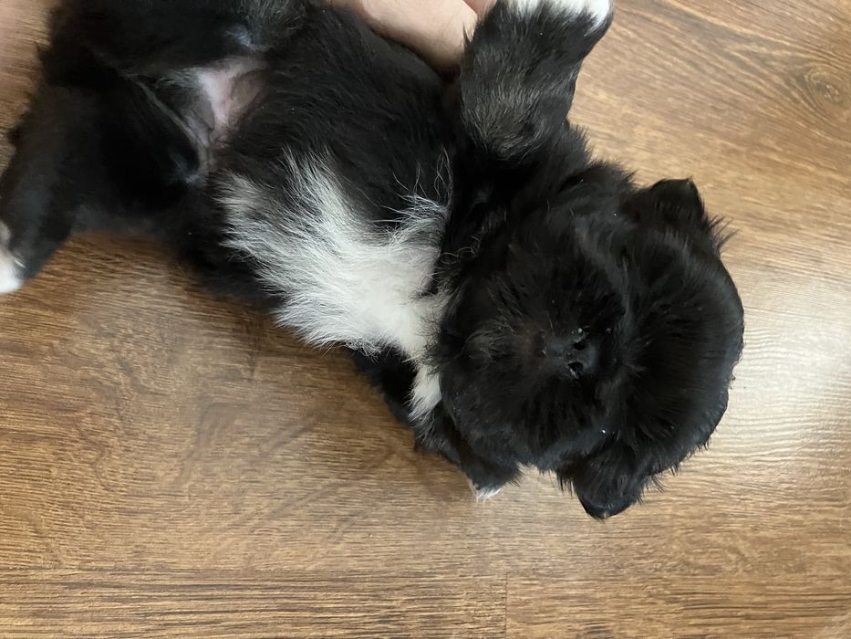 Śliczne szczenię Pekińczyk