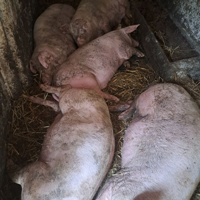 Tuczniki warchlaki świnie