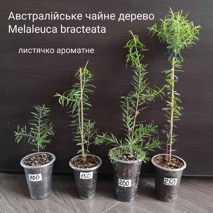 Цеструм ноктюрнум желтый, саркококка пеларгония жасмин