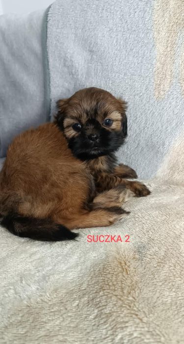 Shih Tzu suczka z rodowodem. Odbiór od 25.10.25r