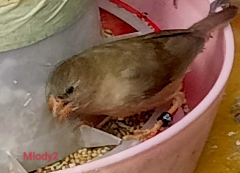 Astryld trzcinowy. Trzciniak.