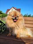 Szpic miniaturowy pomeranian