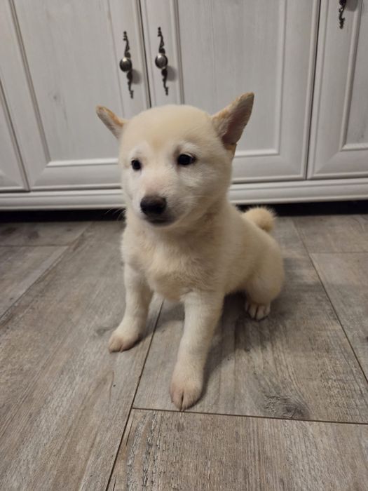 Kremowy piesek Shiba inu