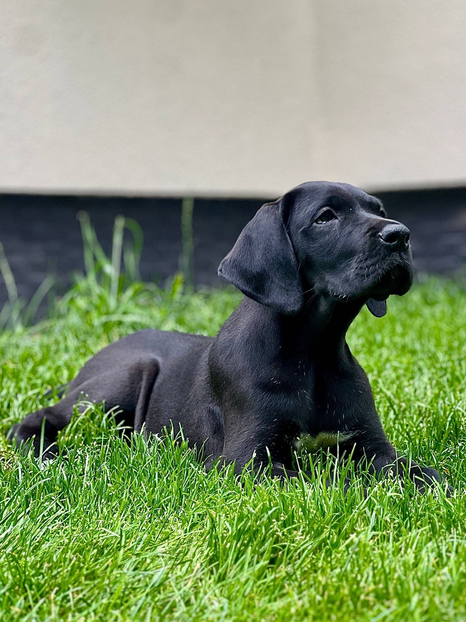 Dog niemiecki - suczka