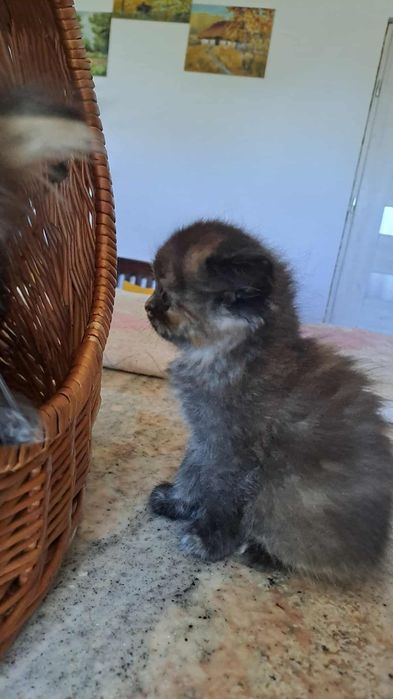 Zjawiskowa rasowa kotka perska czeka na nowy dom