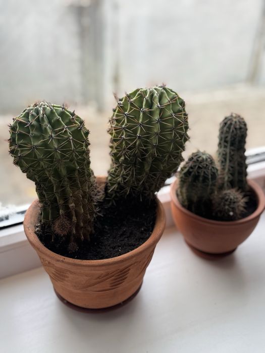 Кактуси різного розміру