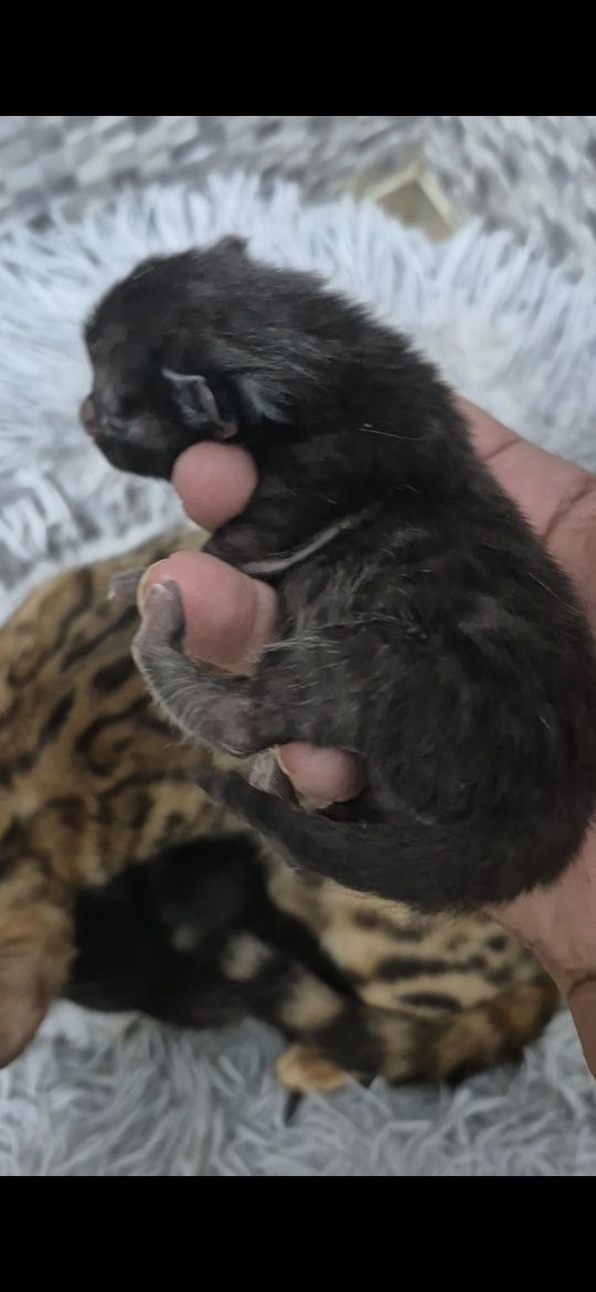 Bengal black melanistik muito raro