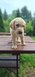 Piesek biszkoptowy labrador retriever
