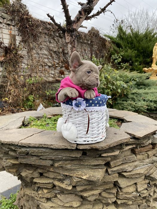 Шикарная девочка в окрасе изабелла  геная на флаффи