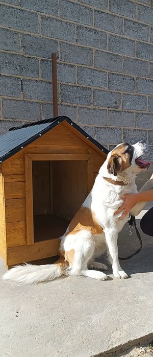 Buda dla psa XL  Duża Nowa Ocieplana • dach z gontu • impregnat dąb