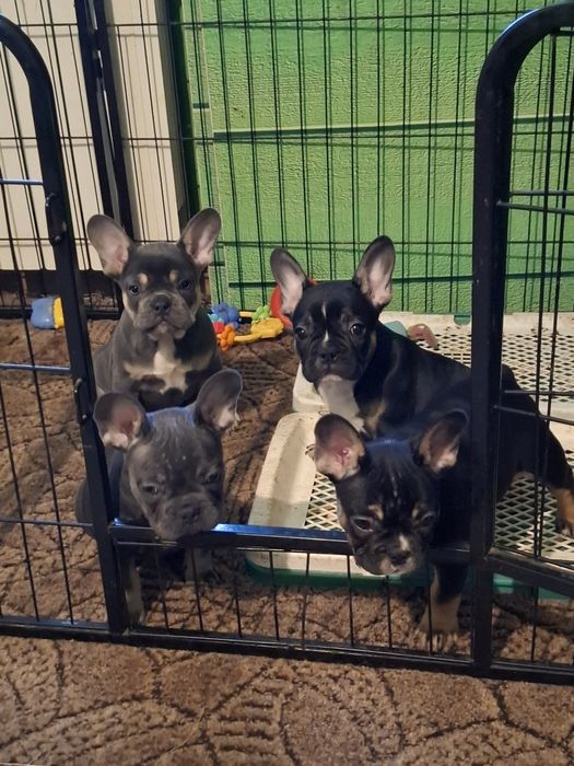 Buldog francuski piesek