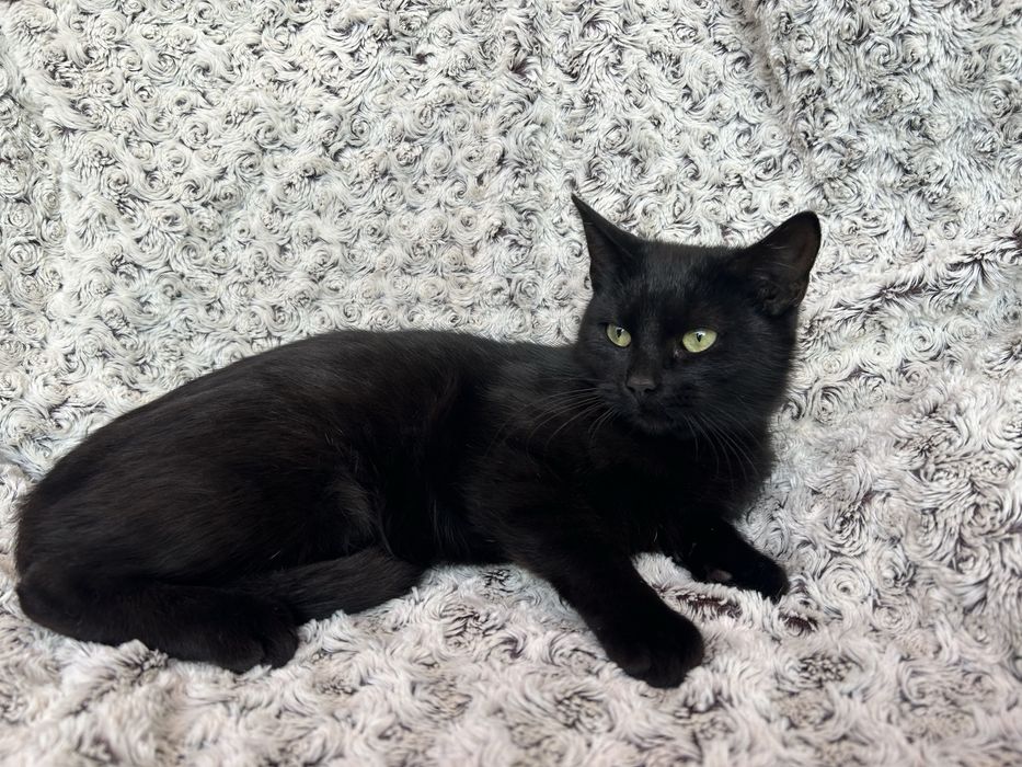 Клубочок 3 міс щастя шукає дім;)