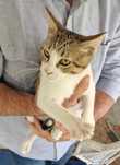 MENINO 1 (Macho, 3 Meses) Para Adoção