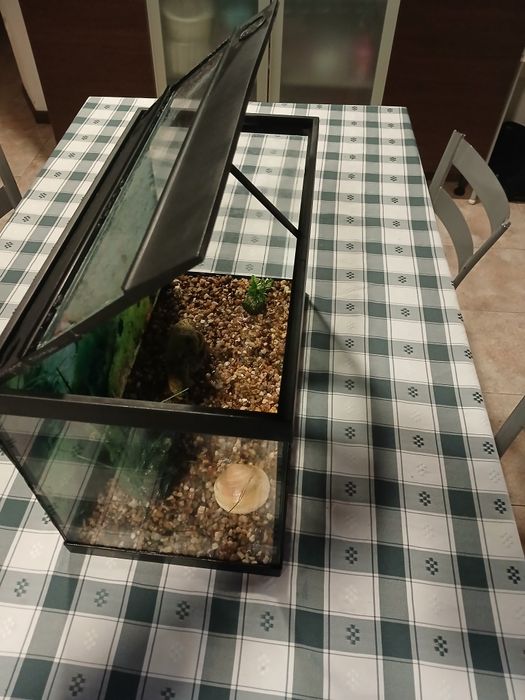 Aquario peixe ou tartaruga