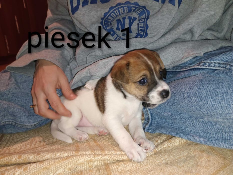 Pieski za darmo do oddania